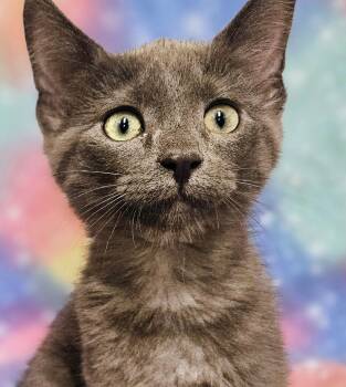 Smoky - Rancho Cucamonga PetSmart -  Domestic Short Hair Cat for Adoption in Yorba Linda, California - Smoky - Rancho Cucamonga PetSmart | PetCurious