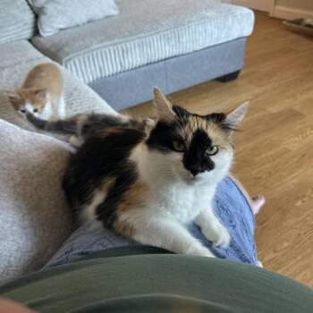 American Shorthair Cats Available for Adoption in Lynchburg, Virginia - Millie | PetCurious