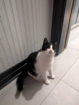 Tuxedo Cats Available for Adoption - Sushi | PetCurious