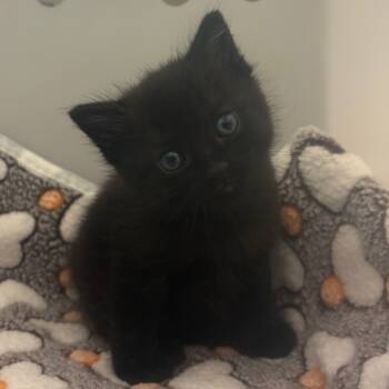 Rescue Domestic Short Hair Cats for Adoption in Columbus, Georgia - 11/15/2025-Stray-IlliniDrive | PetCurious