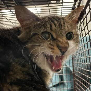 Taz -  Domestic Short Hair Cat for Adoption in Des Moines, Iowa - Taz | PetCurious