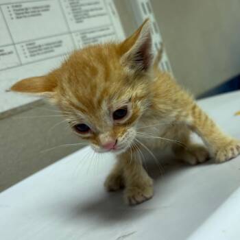 Domestic Short Hair Cats Available for Adoption in Yuma, Arizona - Jose | PetCurious