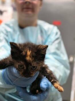 Parsnip -  Domestic Short Hair Cat for Adoption in Huntington, Indiana - Parsnip | PetCurious