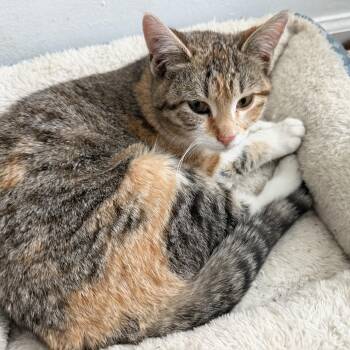 Domestic Short Hair Cats Available for Adoption - Foxy | PetCurious