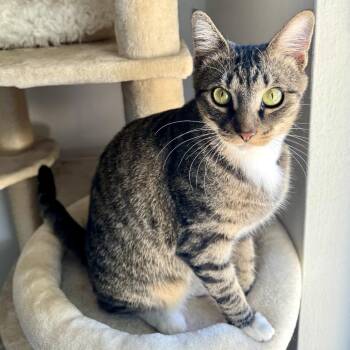 Ru -  Domestic Short Hair Cat for Adoption in Orlando, Florida - Ru | PetCurious