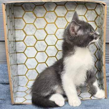 Eli -  Domestic Short Hair Cat for Adoption in Houston, Texas - Eli | PetCurious