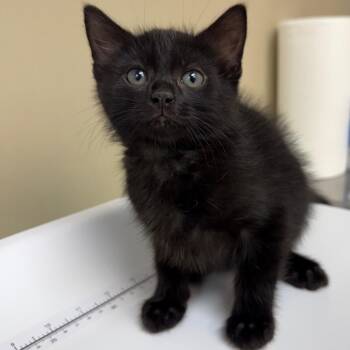 Rizzo -  Domestic Short Hair Cat for Adoption in Birmingham, Alabama - Rizzo | PetCurious