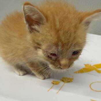 Jerry -  Domestic Short Hair Cat for Adoption in Tampa, Florida - Jerry | PetCurious
