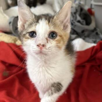 Domestic Short Hair Cats Available for Adoption in Kanab, Utah - Orange Chicken | PetCurious