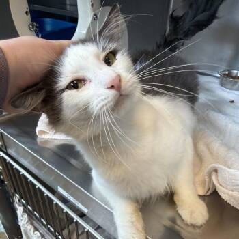 Goober -  Domestic Short Hair Cat for Adoption in Bristol, Indiana - Goober | PetCurious
