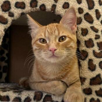 Domestic Short Hair Cats Available for Adoption - Chez | PetCurious