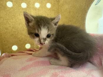 JOSE -  Domestic Short Hair Cat for Adoption in Tustin, California - JOSE | PetCurious