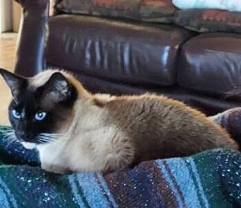 Yuri -  Siamese and Domestic Short Hair Cat for Adoption in Fairhope, Alabama - Yuri | PetCurious