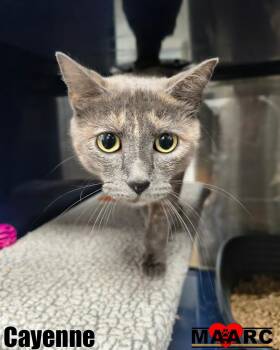 Cayenne -  Domestic Short Hair Cat for Adoption in Maryville, Tennessee - Cayenne | PetCurious