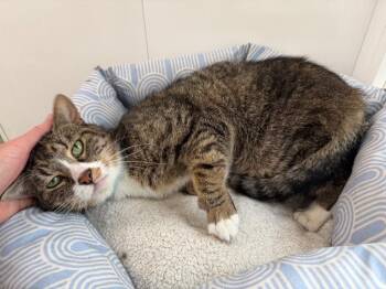 Piranha -  Domestic Short Hair Cat for Adoption in Glenfield, New York - Piranha | PetCurious