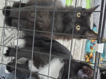 Rescue Domestic Medium Hair Cats for Adoption in Arlington, Washington - Boo | PetCurious