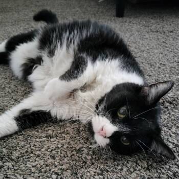 Rescue Domestic Short Hair Cats for Adoption in Layton, Utah - Jayda | PetCurious