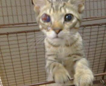 WORTHINGTON -  Domestic Short Hair Cat for Adoption in Sacramento, California - WORTHINGTON | PetCurious