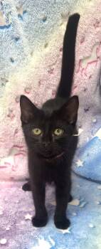 260918 Spots -  Domestic Short Hair Cat for Adoption in Wetumpka, Alabama - 260918 Spots | PetCurious