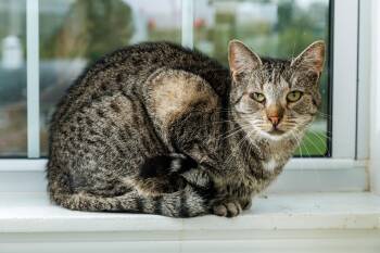 Thea -  Domestic Short Hair Cat for Adoption in Chester Springs, Pennsylvania - Thea | PetCurious