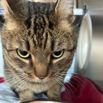 Rescue Domestic Short Hair Cats for Adoption in Asheville, North Carolina - Boss Baby | PetCurious