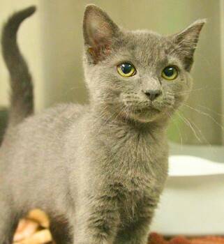 Carmine -  Domestic Short Hair Cat for Adoption - Carmine | PetCurious