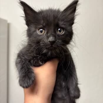 Rescue Domestic Medium Hair Cats for Adoption in Morgan Hill, California - Sensei | PetCurious