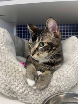 Domestic Short Hair Cats Available for Adoption in Savannah, Georgia - Ella | PetCurious