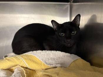 Taco -  Domestic Short Hair Cat for Adoption in Daytona Beach, Florida - Taco | PetCurious