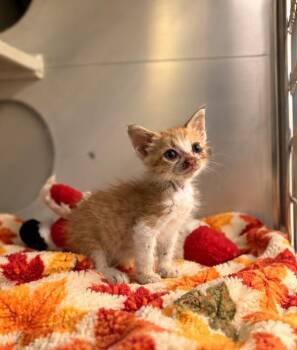 Spell -  Domestic Short Hair Cat for Adoption in Lafayette, Louisiana - Spell | PetCurious