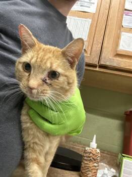 Domestic Short Hair Cats Available for Adoption in Indianapolis, Indiana - PENNE | PetCurious