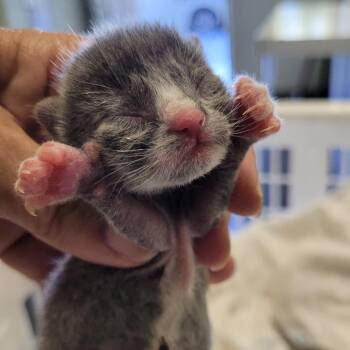 Holmes -  Domestic Short Hair Cat for Adoption in Los Angeles, California - Holmes | PetCurious