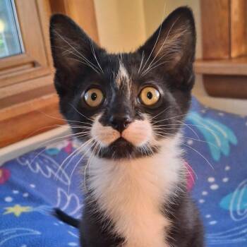 Leafhopper -  Domestic Short Hair Cat for Adoption in Watertown, Wisconsin - Leafhopper | PetCurious