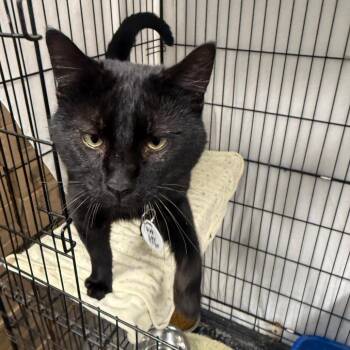 Kurt -  Domestic Short Hair Cat for Adoption in Normal, Illinois - Kurt | PetCurious