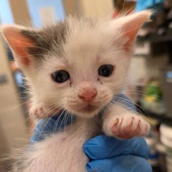 Ozzy Osbourne -  Domestic Short Hair Cat for Adoption in Council Bluffs, Iowa - Ozzy Osbourne | PetCurious