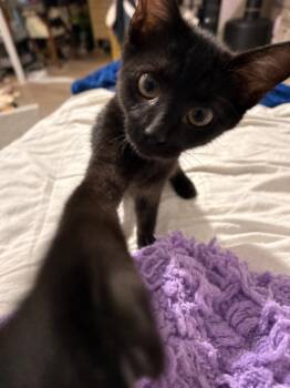 Galaxy Destroyer Moongleam -  Domestic Short Hair Cat for Adoption in Chandler, Arizona - Galaxy Destroyer Moongleam | PetCurious