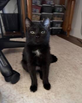 Chickpea -  Domestic Short Hair Cat for Adoption in Albuquerque, New Mexico - Chickpea | PetCurious