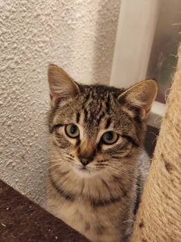 Rescue Domestic Medium Hair Cats for Adoption in Fort Collins, Colorado - Lentils | PetCurious