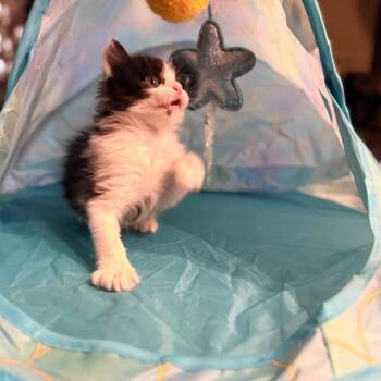 Baobao -  Domestic Short Hair Cat for Adoption in Tulsa, Oklahoma - Baobao | PetCurious