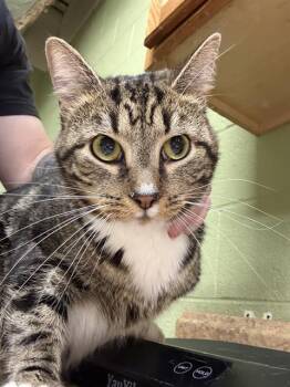 Domestic Short Hair Cats Available for Adoption in Indianapolis, Indiana - BUGG | PetCurious