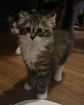 Mochi -  Domestic Medium Hair Cat Available for Adoption in Kenhorst, Pennsylvania - Mochi | PetCurious