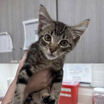 Tiger -  Domestic Medium Hair Cat for Adoption in Beaumont, Texas - Tiger | PetCurious