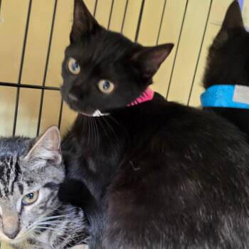 Smith 5 -  American Shorthair Cat for Adoption in Melrose, Florida - Smith 5 | PetCurious