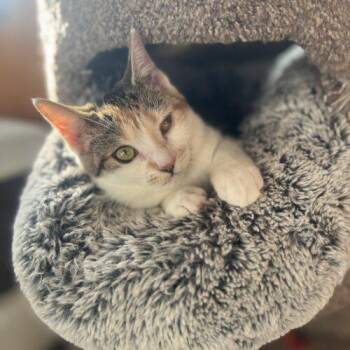 Peaches -  Calico Cat for Adoption in Vienna, Ontario - Peaches | PetCurious