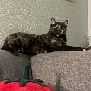 Domestic Short Hair Cats Available for Adoption in Denver, Colorado - Ophelia | PetCurious