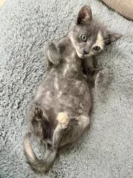 Peaches -  Domestic Short Hair Cat for Adoption in Evergreen, Colorado - Peaches | PetCurious