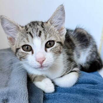 Fish (bonded w/ Chip) -  Domestic Short Hair Cat for Adoption in Oakland, California - Fish (bonded W/ Chip) | PetCurious