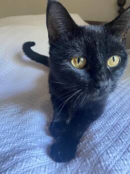 Rescue Domestic Short Hair Cats for Adoption in Columbus, Ohio - Carmilla | PetCurious