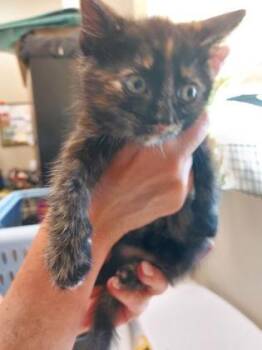 Portia -  Domestic Short Hair Cat for Adoption in Fishers, Indiana - Portia | PetCurious