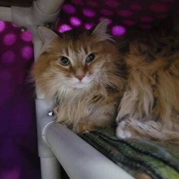 Domestic Short Hair Cats Available for Adoption in Walker, Michigan - Chuck | PetCurious